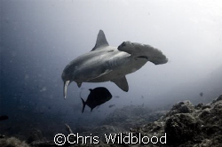 Scalloped Hammerhead, Cocos Dec 2007.
At last I'm Back i... by Chris Wildblood 